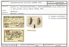 Karteikarte zum Syntyp von Quinqueloculina gracilis Karrer, 1867